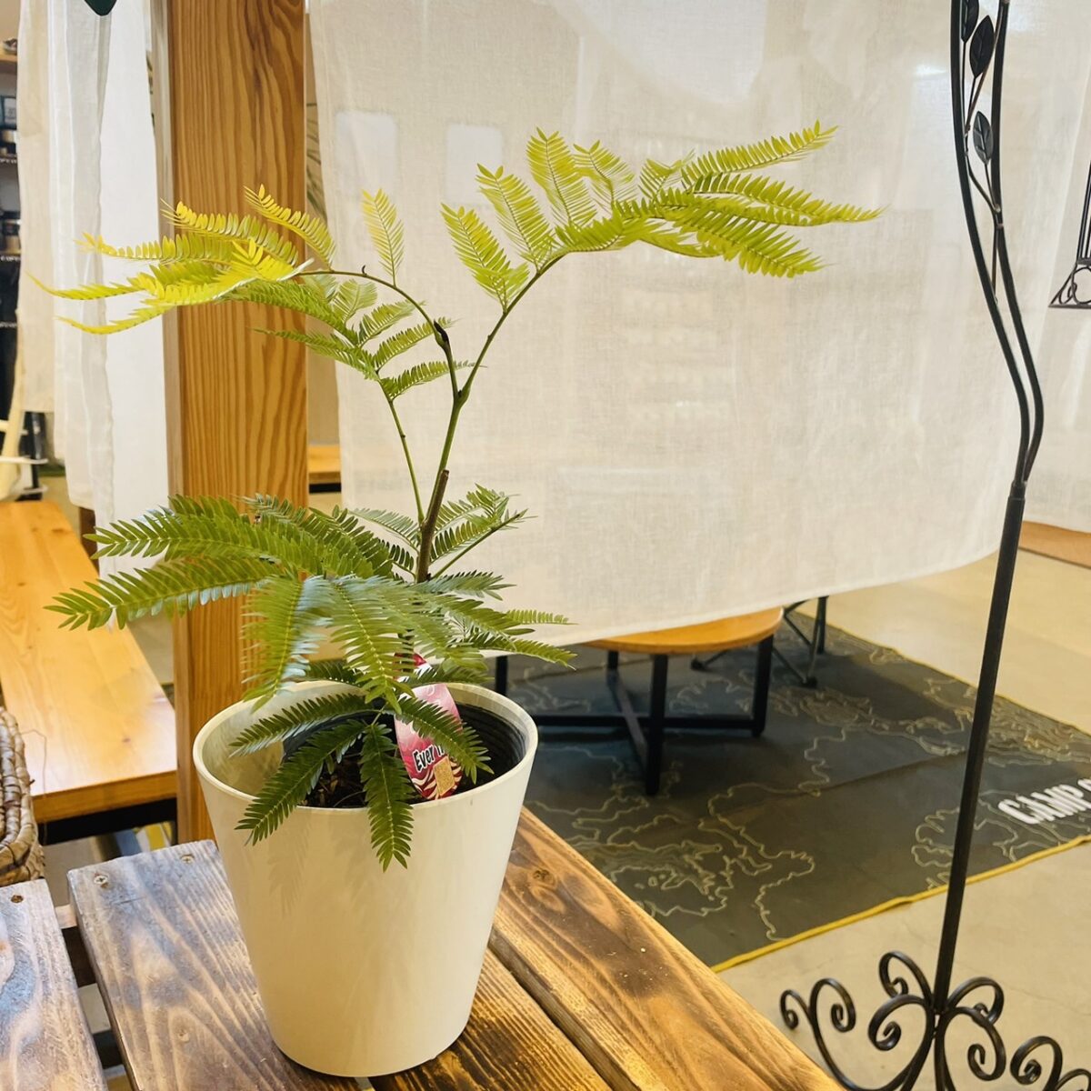 おすすめ商品】人気の観葉植物「エバーフレッシュ」 | 庭園の郷保内