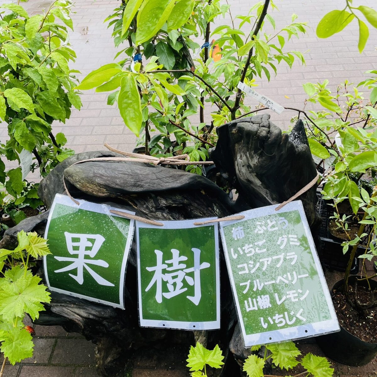 Arbre fruitier forme basse-tige - I. Frances