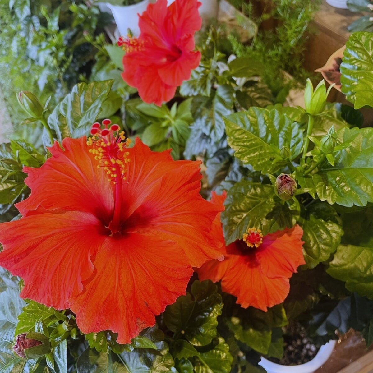 おすすめ商品】夏を感じさせる、ハイビスカス🌺 | 庭園の郷保内