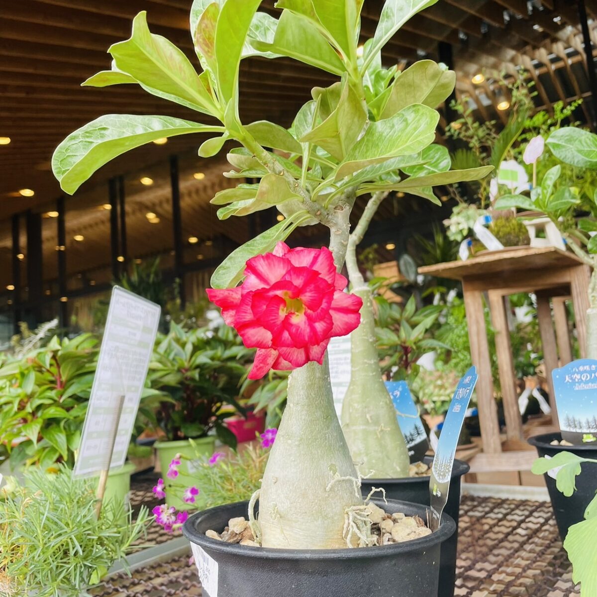 おすすめ商品】天空のバラ「アデニウム」 | 庭園の郷保内