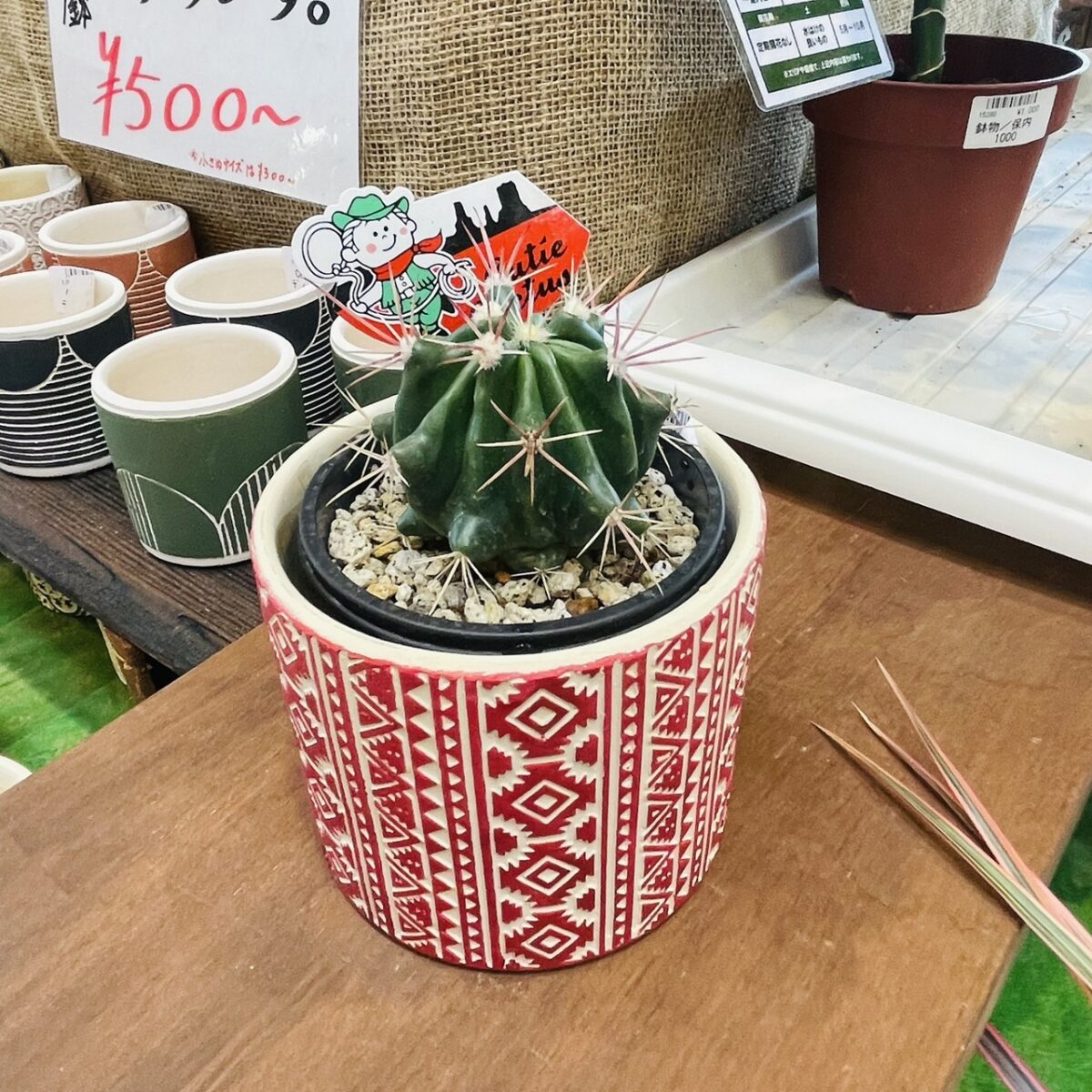 おすすめ商品】「多肉植物」植え替え無料コーナーの商品のご案内