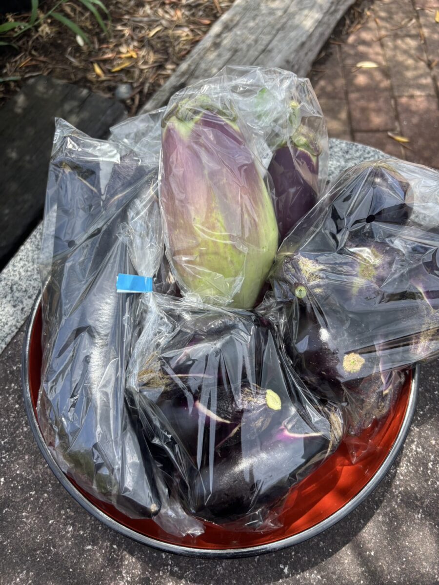 おすすめ商品】今年もたくさんの種類のなすが入荷しました！ | 庭園の