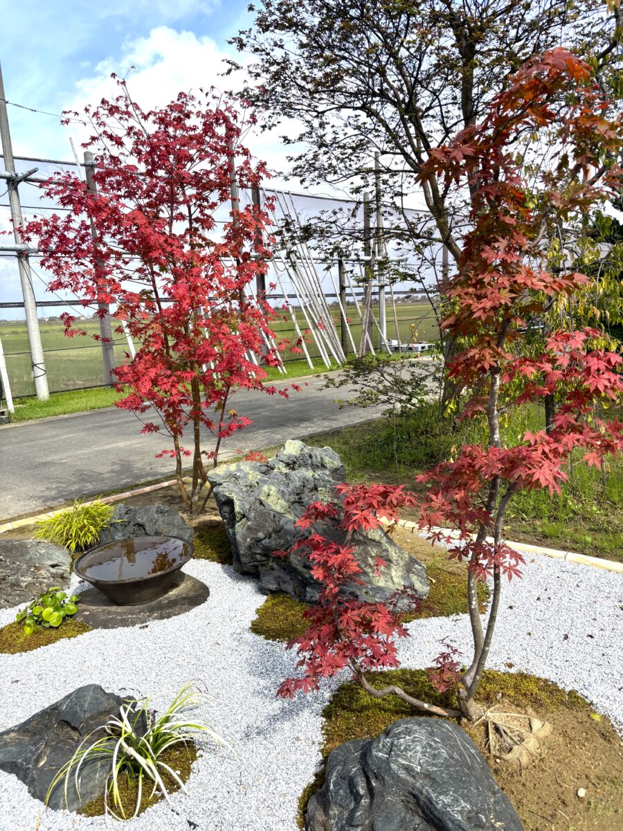 紅葉 お知らせ】庭園内の紅葉が見頃です🍁 | 庭園の郷保内