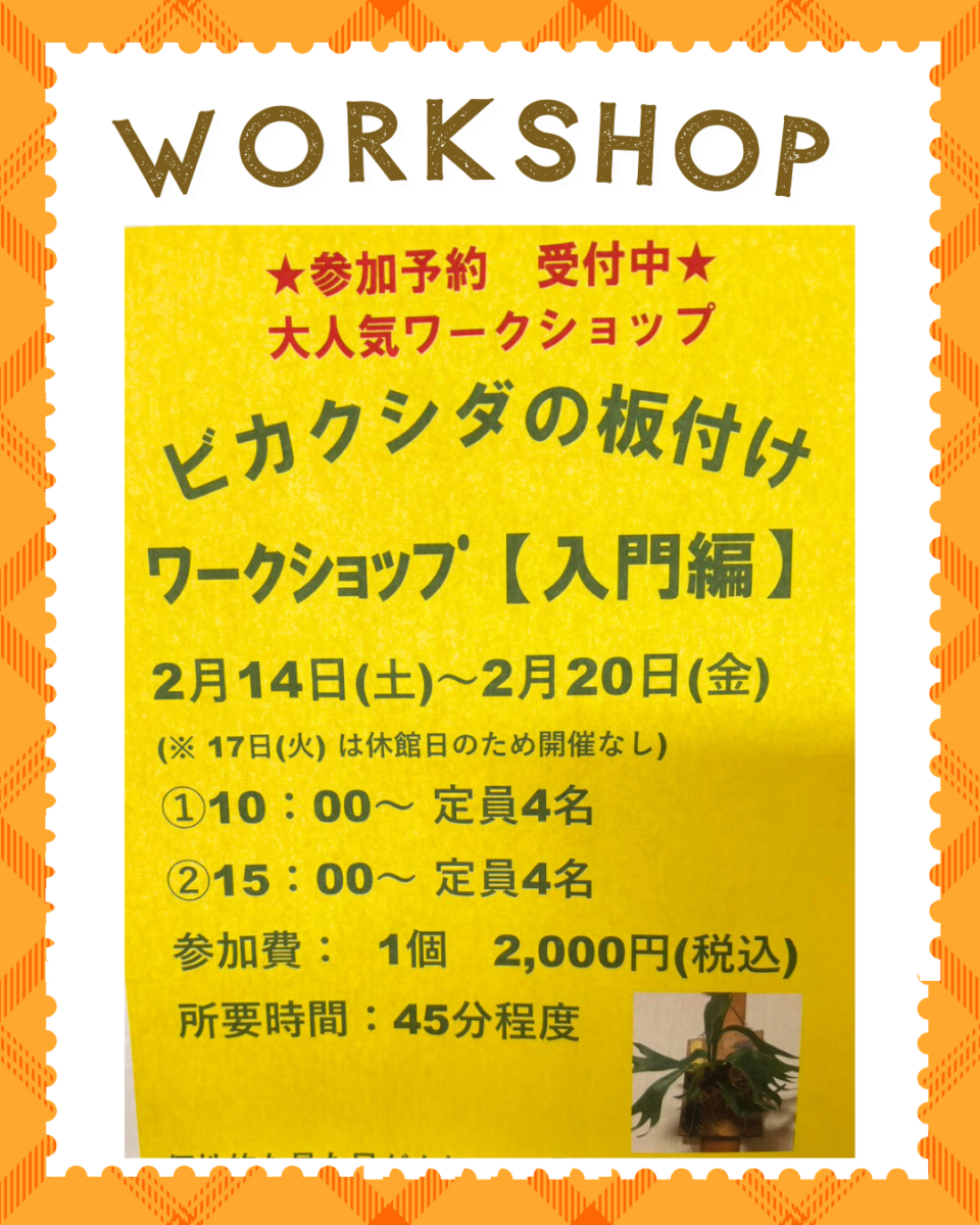 イベント情報】予約受付中！ビカクシダの板付けワークショップ【入門編